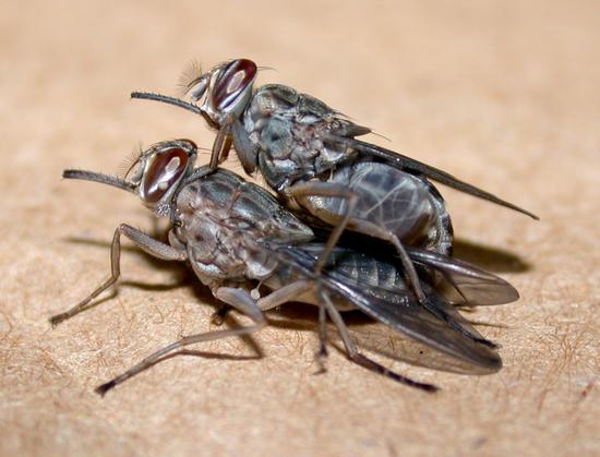Mating of tsetse fly Palpalis gambiensis © Jérôme Janelle,  Cirad