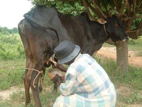 Milking a Zebu Fulani female © David Berthier, Cirad