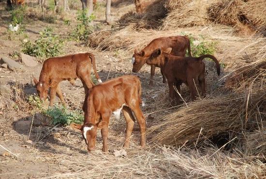 N'Dama abondance mixed calves, Burkina Faso © Sophie Thévenon, Cirad