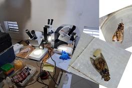 Treatment of collected flies under a binocular microscope © Mame Thierno BAKHOUM, ISRA